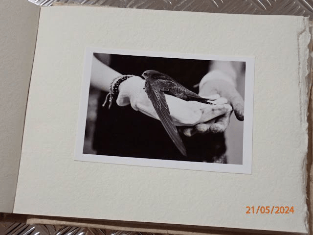 To birds